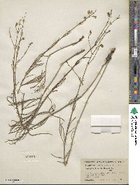 Mirabilis linearis image