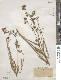 Mirabilis linearis image