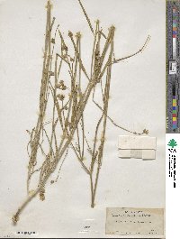 Mirabilis linearis image