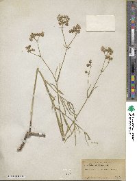 Mirabilis linearis image