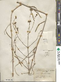 Mirabilis linearis image