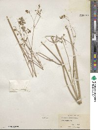 Mirabilis linearis image