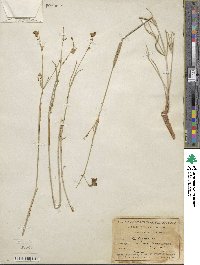 Mirabilis linearis image