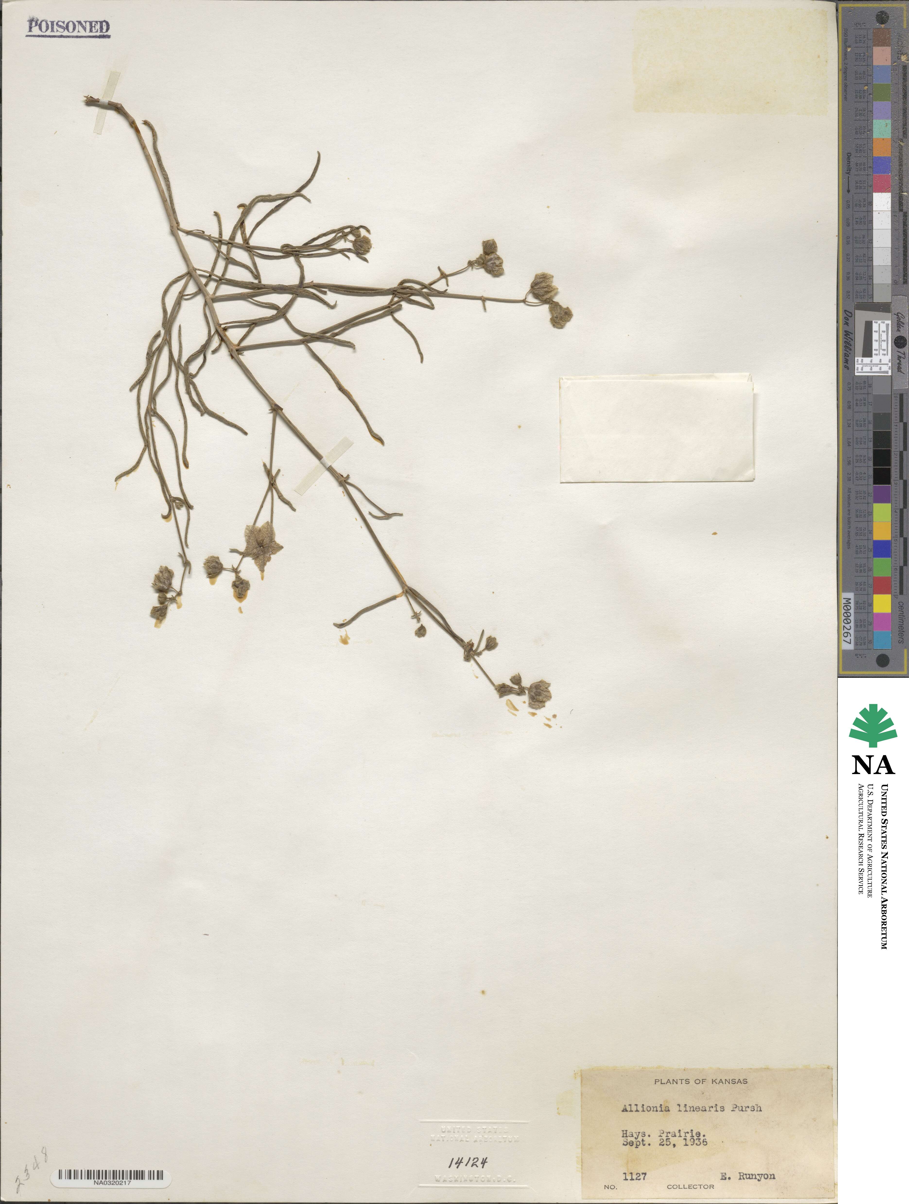 Mirabilis linearis image