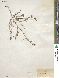 Mirabilis linearis image