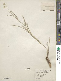 Mirabilis linearis image