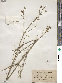 Mirabilis linearis image