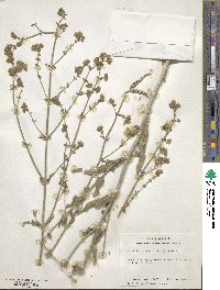 Mirabilis linearis image