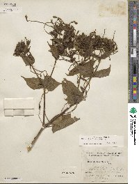 Mirabilis longiflora image