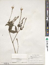 Mirabilis longiflora image