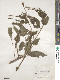 Mirabilis longiflora image