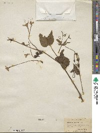 Mirabilis longiflora image