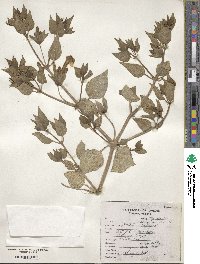 Mirabilis multiflora image