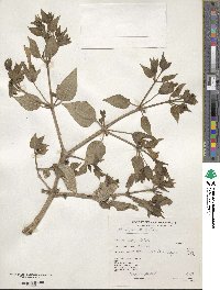 Mirabilis multiflora image