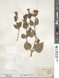 Mirabilis multiflora image