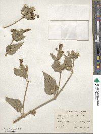 Mirabilis multiflora image