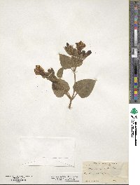 Mirabilis multiflora image