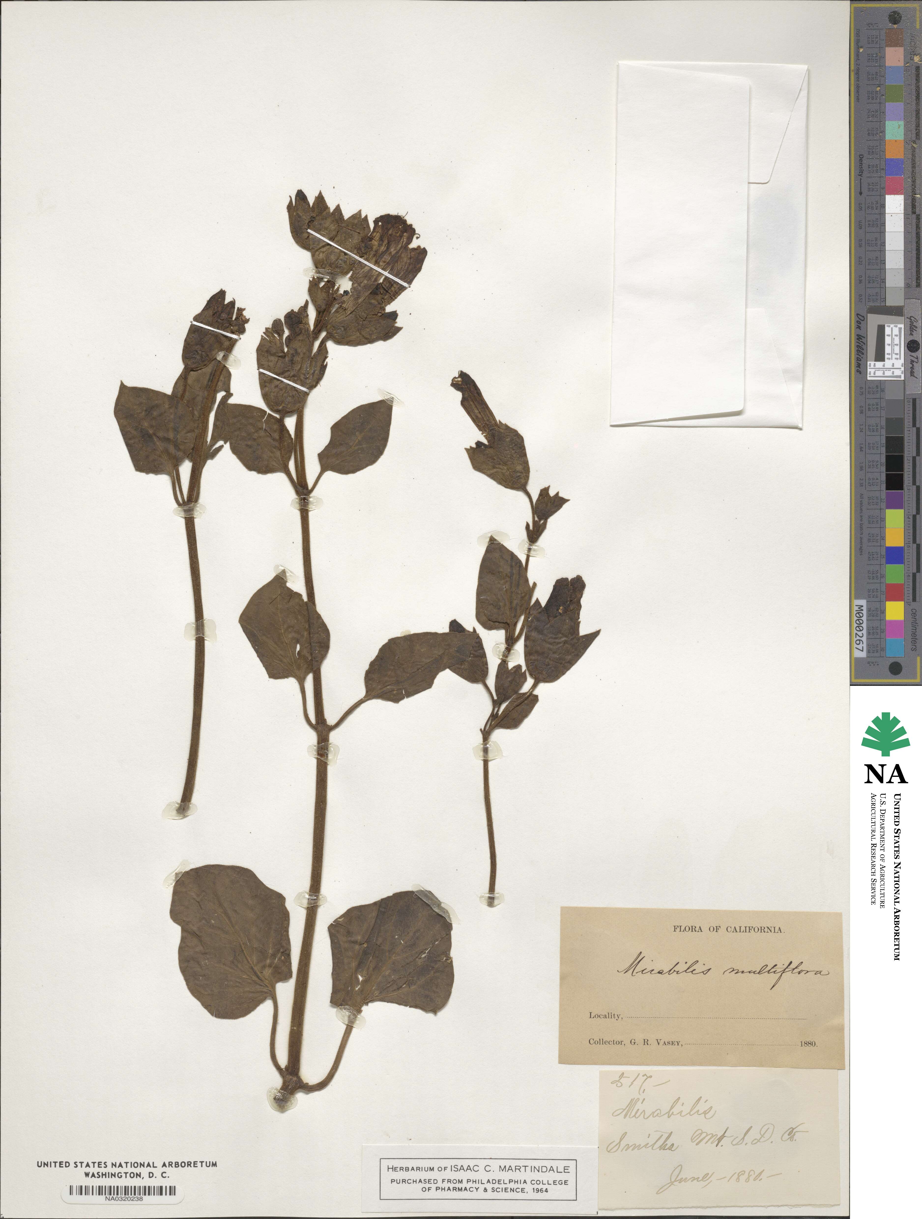Mirabilis multiflora image