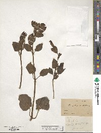 Mirabilis multiflora image