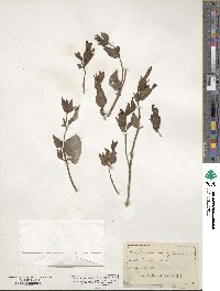 Mirabilis multiflora image