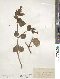 Mirabilis multiflora image