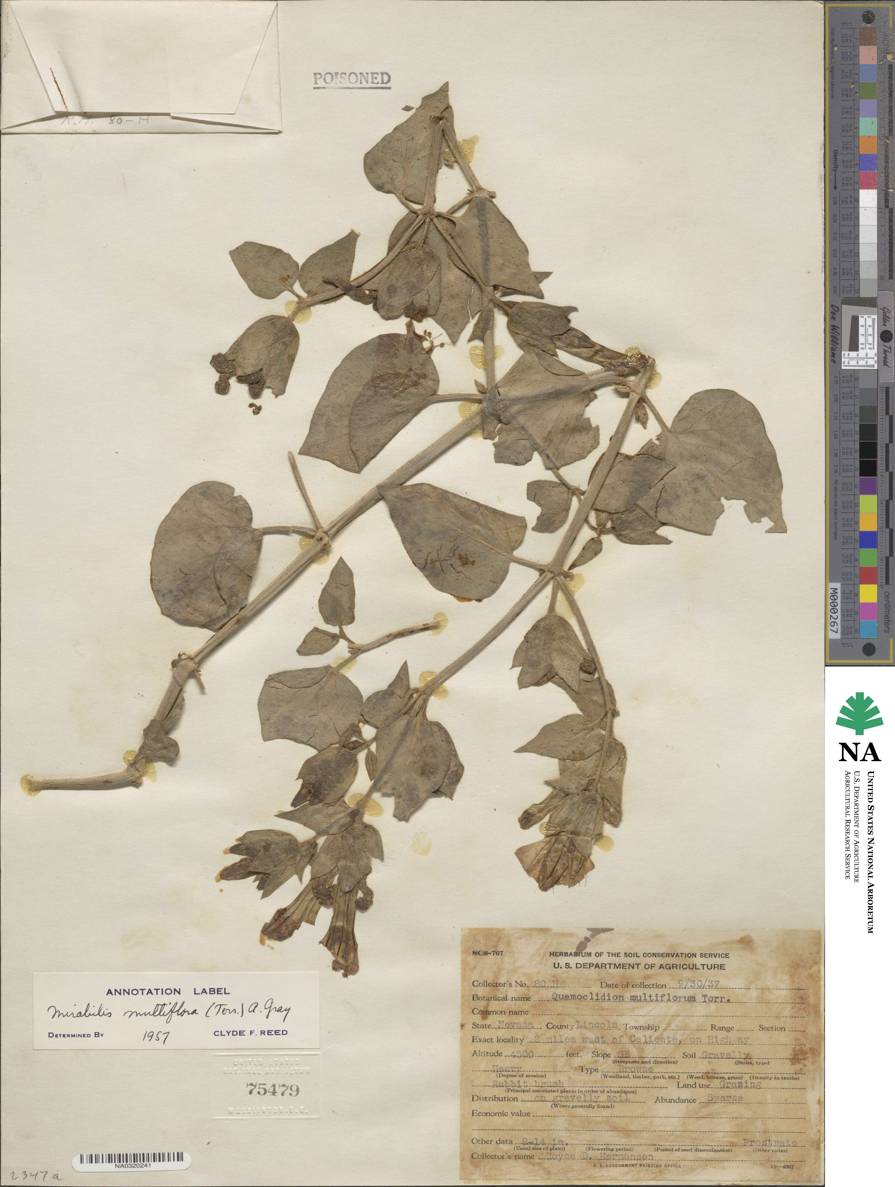 Mirabilis multiflora image