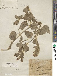 Mirabilis multiflora image