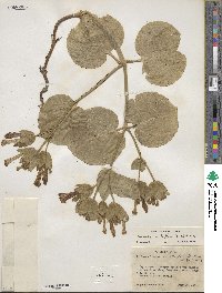 Mirabilis multiflora image