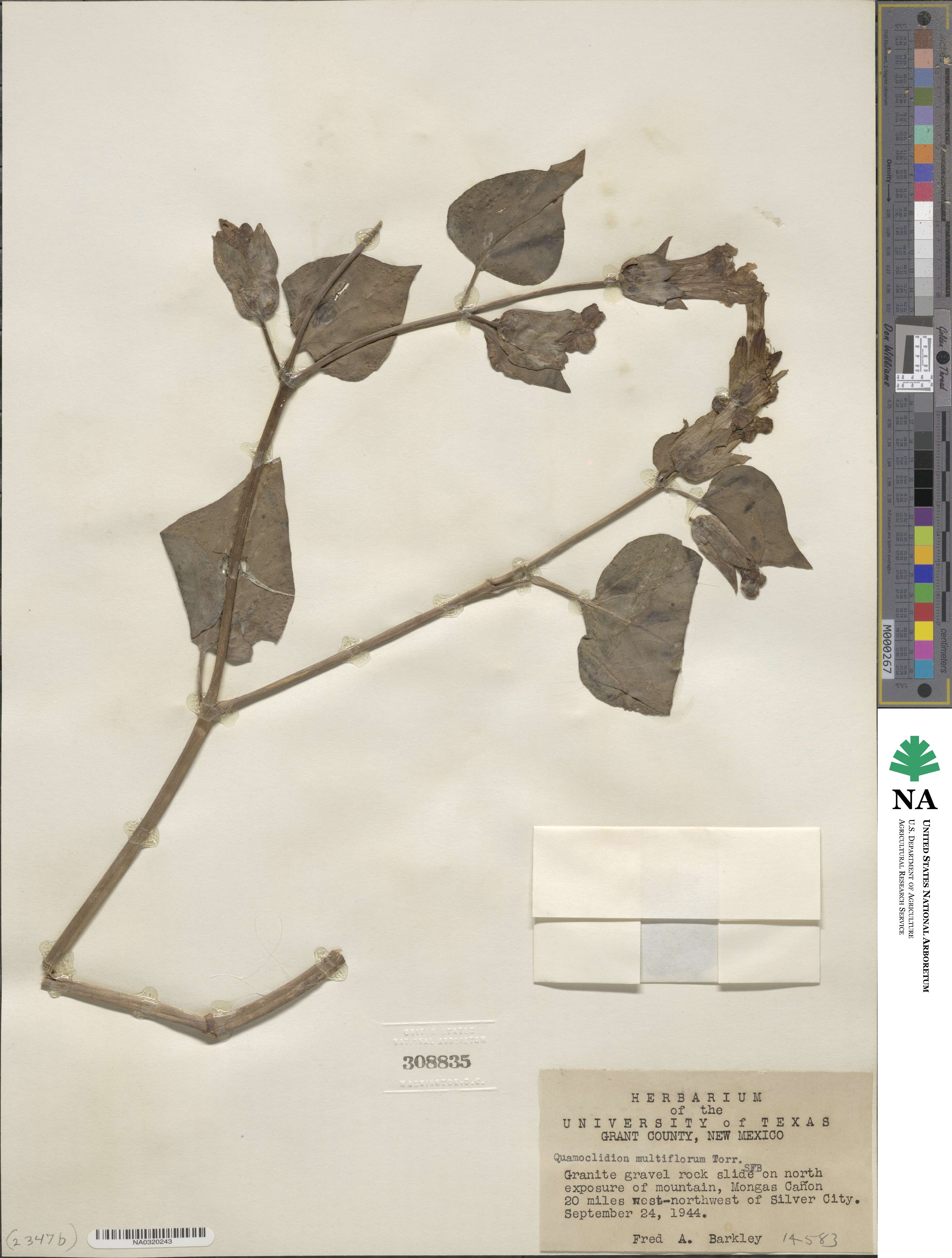 Mirabilis multiflora image