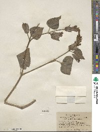 Mirabilis multiflora image