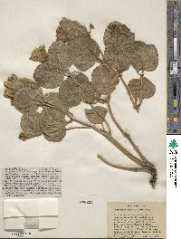 Mirabilis multiflora image