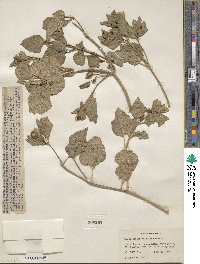 Mirabilis multiflora image