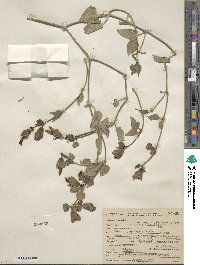 Mirabilis multiflora image