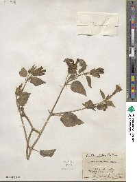 Mirabilis multiflora image