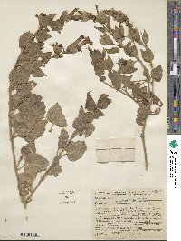 Mirabilis multiflora image