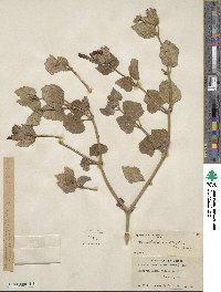 Mirabilis multiflora image