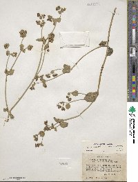 Mirabilis laevis var. retrorsa image