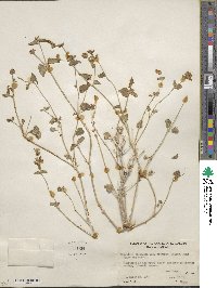 Mirabilis laevis var. retrorsa image