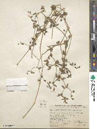 Mirabilis laevis var. retrorsa image