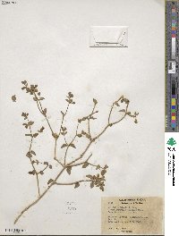 Mirabilis laevis var. retrorsa image