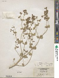 Mirabilis laevis image