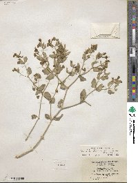 Mirabilis laevis var. retrorsa image