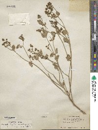 Mirabilis laevis var. retrorsa image