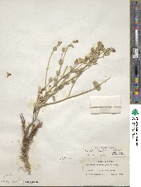 Mirabilis laevis var. retrorsa image