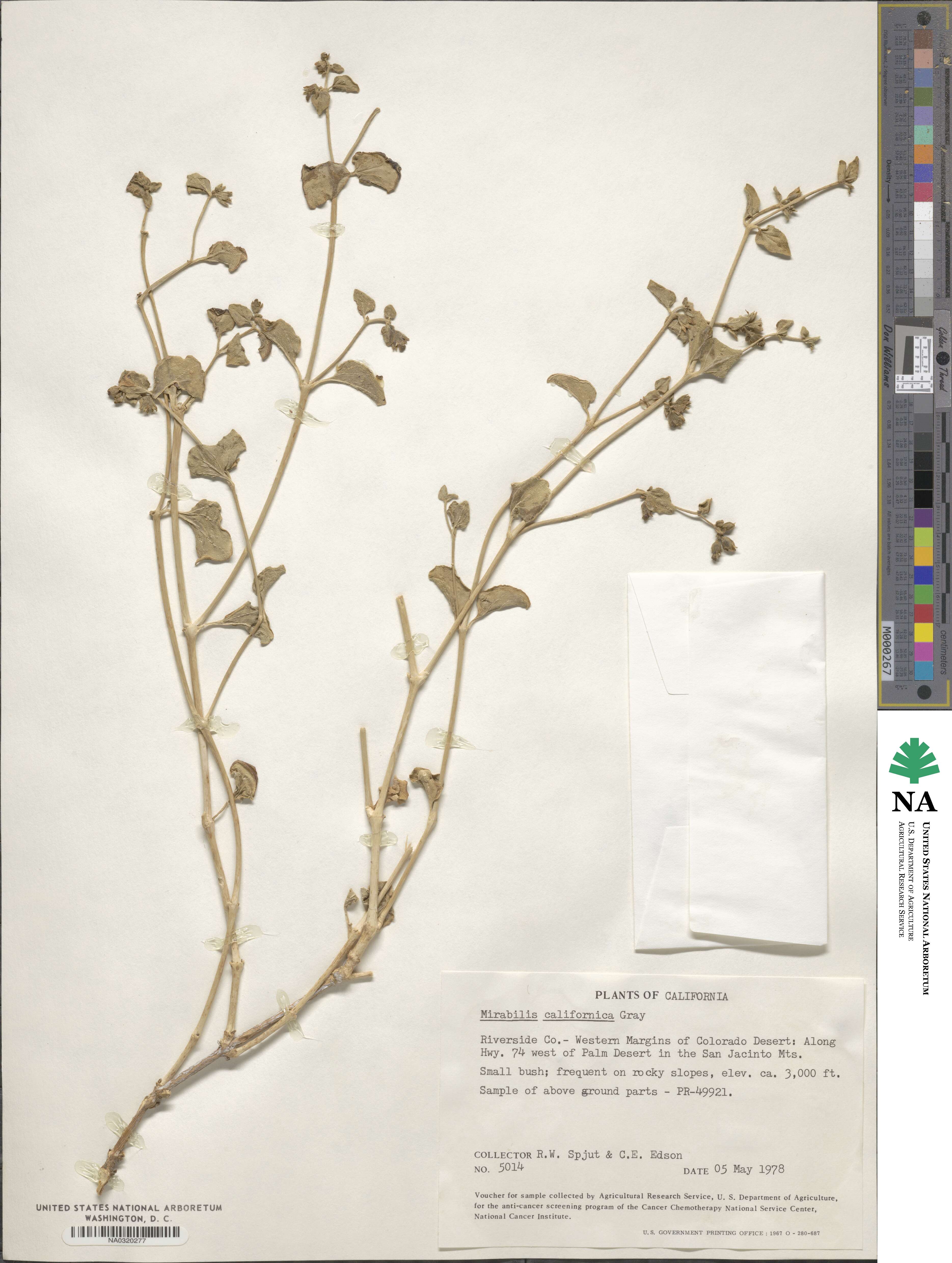 Mirabilis laevis var. crassifolia image