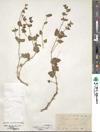 Mirabilis laevis var. crassifolia image