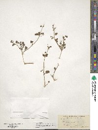 Mirabilis laevis var. crassifolia image