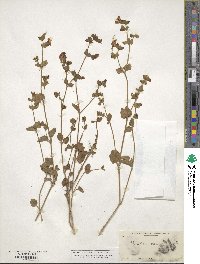 Mirabilis laevis image