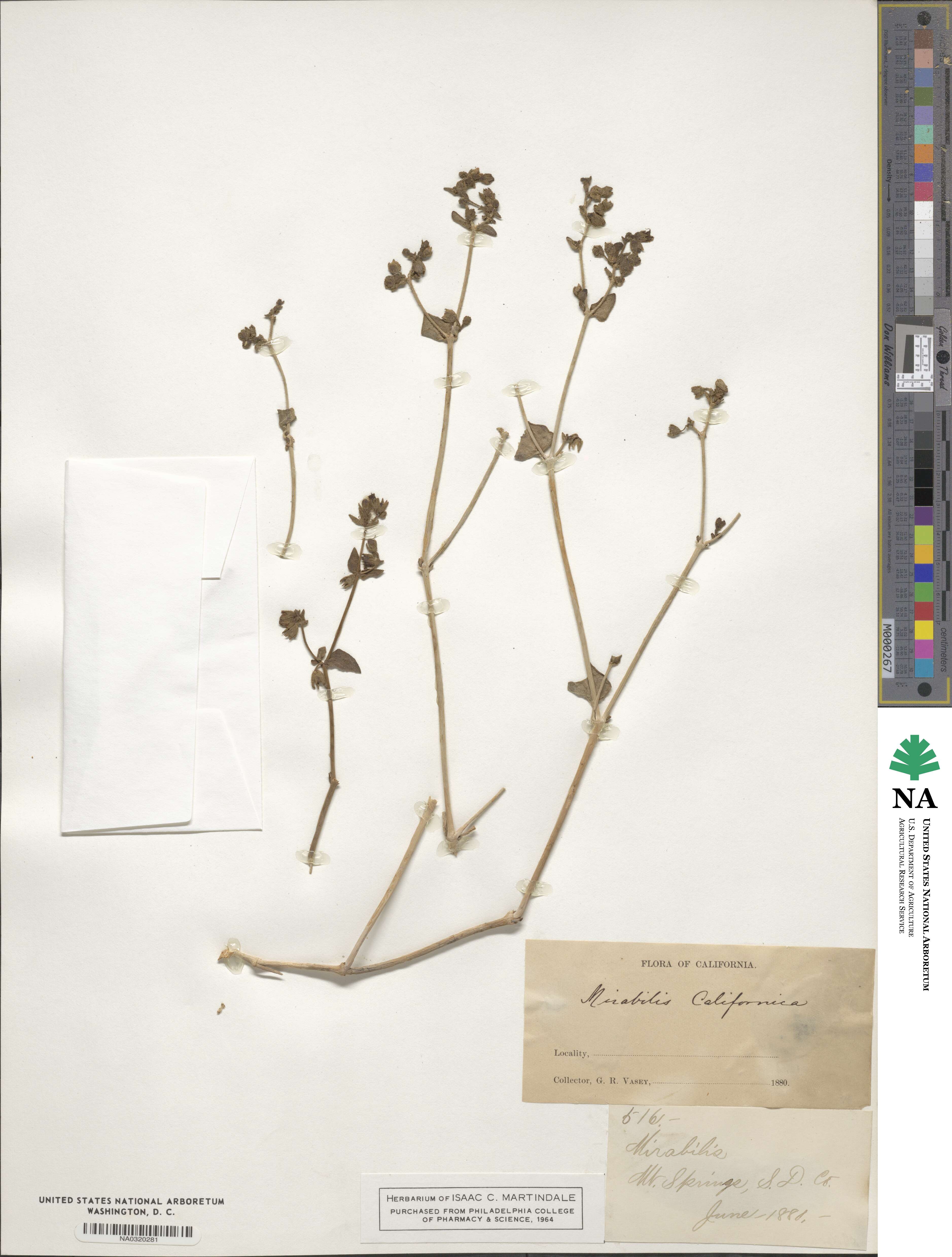 Mirabilis laevis var. crassifolia image