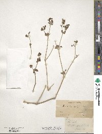 Mirabilis laevis var. crassifolia image